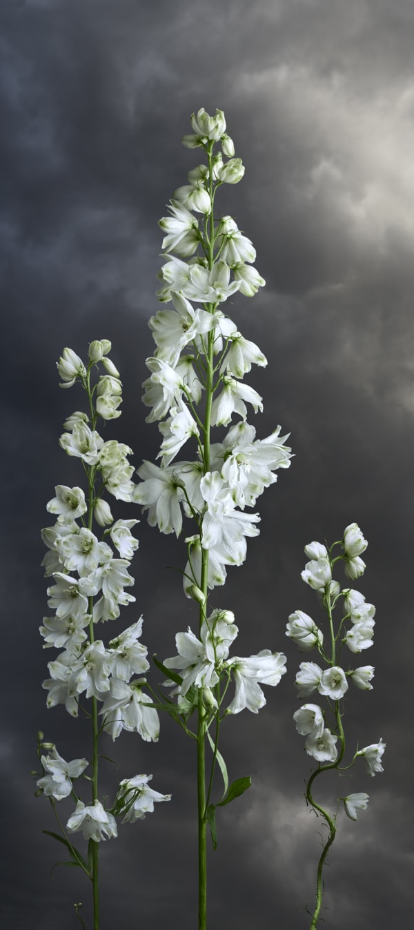 Valerie Sparks, Delphinium, 2020