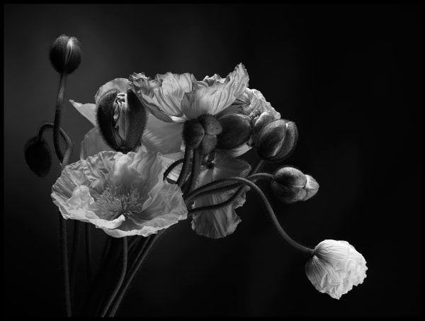 Peter Whyte Emerging - Poppies 231, 2014 pigment print 80 x 100cm