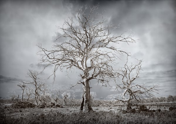 David Stephenson 2021/119 Near yingina/Great Lake, 2021 archival pigment print on cotton rag paper 101.6 x 132.1cm (paper size) edition of 3