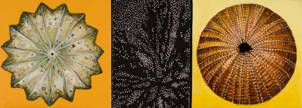 Helen Wright Sea Urchin Collection, 2011 oil & paper on linen, framed 15.5 x 41.5 cm (overall size)