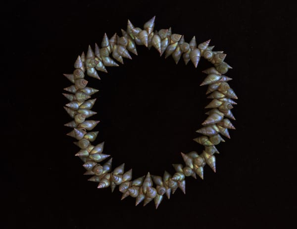 Ashlee Murray King Maireener shell necklace, 2021 single species necklace, 123 King maireener shells 69.5 cm total length