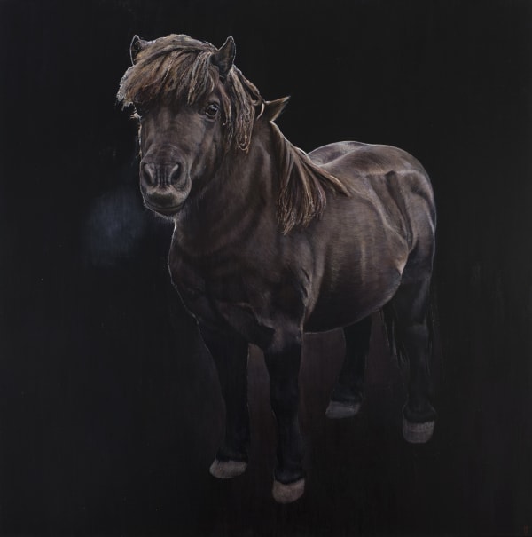 Stephanie Tabram Portrait of a small horse, 2017 acrylic on linen 137 x 137 cm