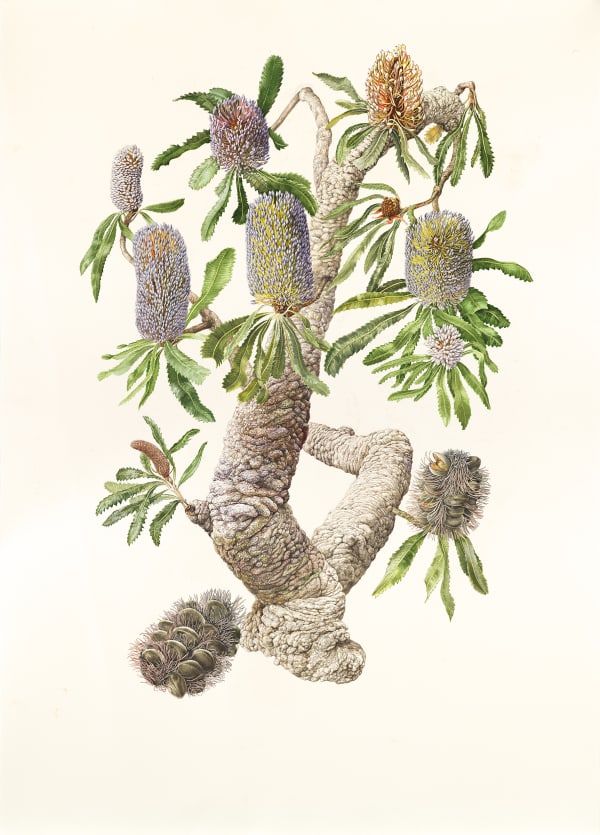 Lynne Uptin Banksia serrata, Old Man Banksia, 2022 watercolour on Fabriano watercolour paper 640gsm, framed 119 x 96 cm