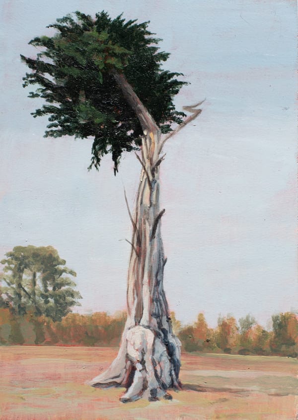 David Keeling Old Pine - Ratho, 2025 oil on board, framed 18 x 13 cm (board size)