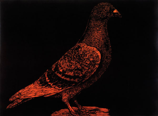 Helen Wright Nuclear pigeon, 2009 woodcut on paper 54.5h x 75w cm (sheet size) edition of 6 plus 2 artist's proofs