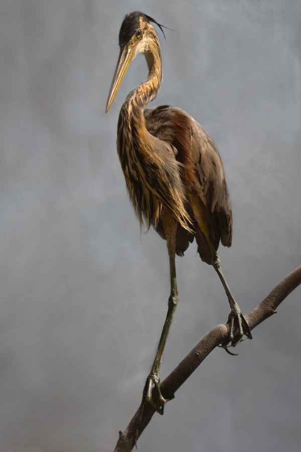 Valerie Sparks Purple Heron, 2011 Pigment Inkjet Print on paper, unframed 65 x 45cm Edition of 5