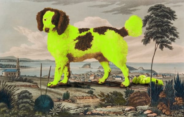 Joan Ross, Who is gonna clean up this mess, 2015