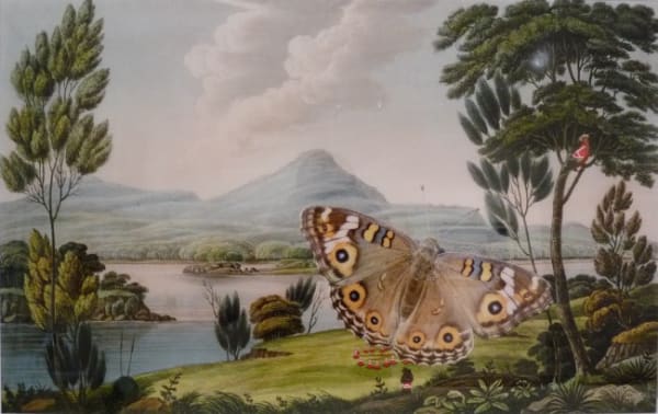 Joan Ross, Once upon a time in Great Parrotland ( Butterfly ), 2010