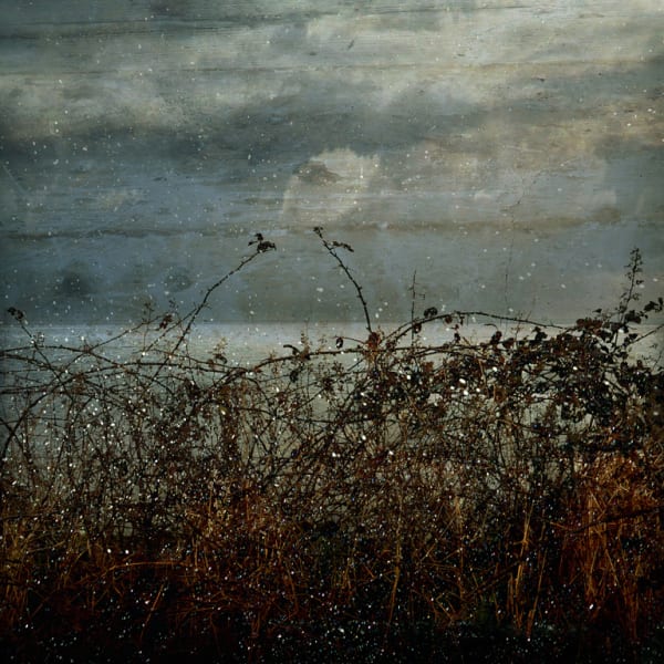 Troy Ruffels Bramble, 2011 archival solvent based print on composite aluminium sheet with backing frame 107 x 107 cm (sheet size) edition of 12