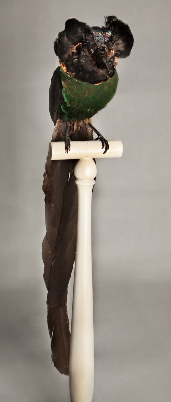 Valerie Sparks Untitled Bird #1, 2012 Pigment Inkjet Print on Paper 56 x 24 cm, unframed Edition of 5