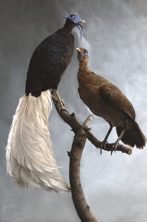 Valerie Sparks Untitled Bird #3, 2012 inkjet print on paper, unframed 65 x 44 cm Edition of 5