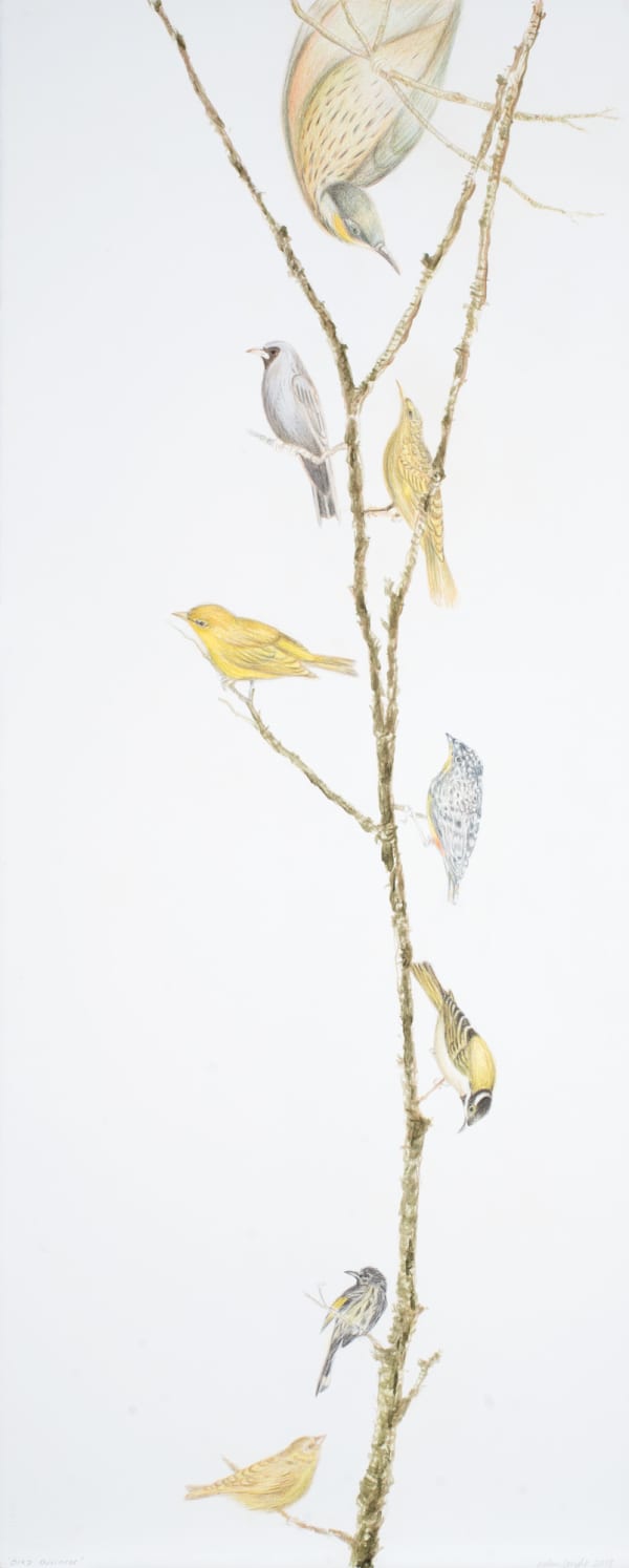 Helen Wright Bird Business, 2019 coloured pencil on paper, framed 125 x 62.5cm