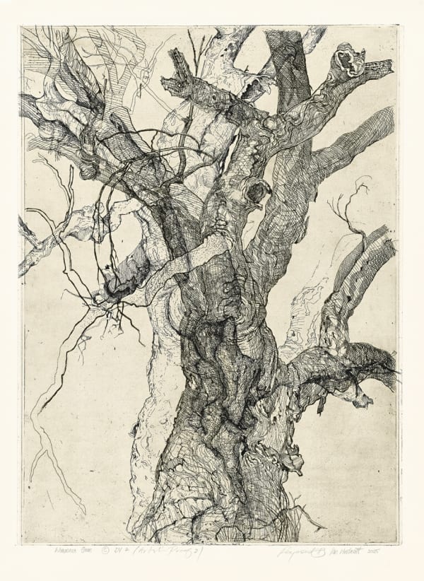 Raymond Arnold & Ian Westacott Wimmera Red Gum Relic , 2025 etching on paper 60 x 43 cm (image size), 79.5 x 62.5 cm (frame size) edition of 10 plus 2 artist's proofs