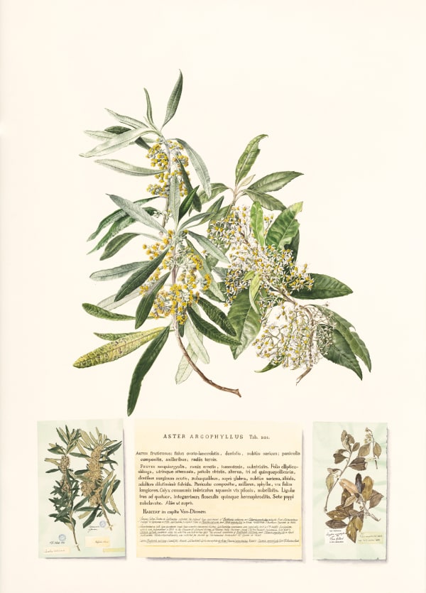 Lynne Uptin Labillardiere’s finds, 2023 watercolour on Fabriano watercolour paper 640gsm, framed 102 x 73 cm (paper size) 115 x 86 cm (frame size)