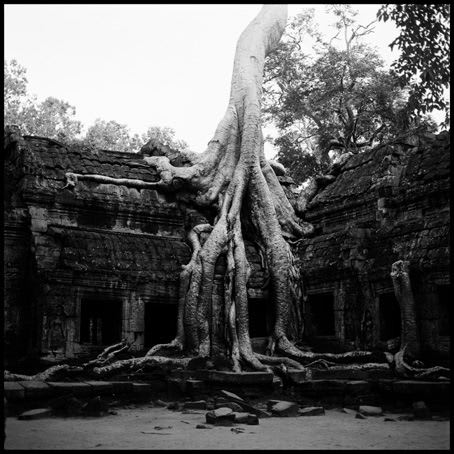 Jane Burton The Fall 8, 2004 Type C photograph 112 x 112cm Edition of 5 plus 1 artist's proof