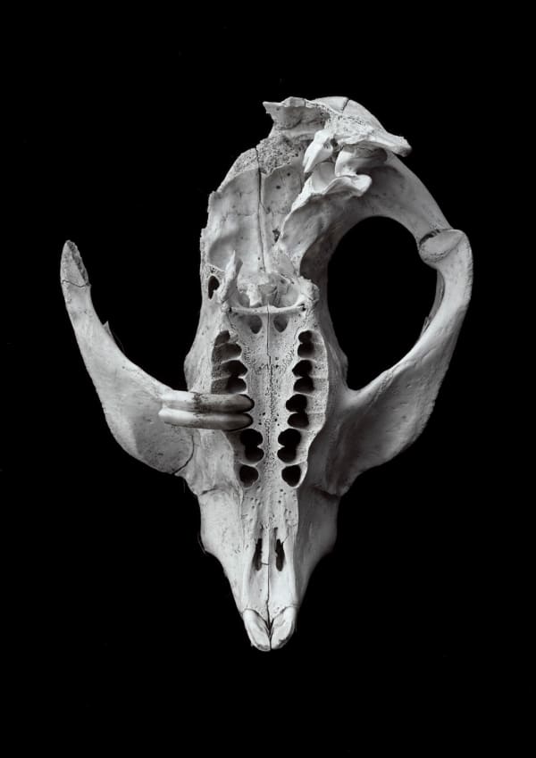 David Stephenson Lyell Hwy near Bronte Lagoon 12, 2021 pigment ink print 29.7 x 21 cm edition of 5 plus 1 artist's proof