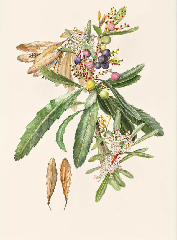 Lynne Uptin Cenarrhenes nitida 34.5ma : Port Arthur Plum, 2025 watercolour on Fabriano watercolour paper 640gsm, framed 105 x 75 cm (paper size) 111 x 86 cm (frame size)