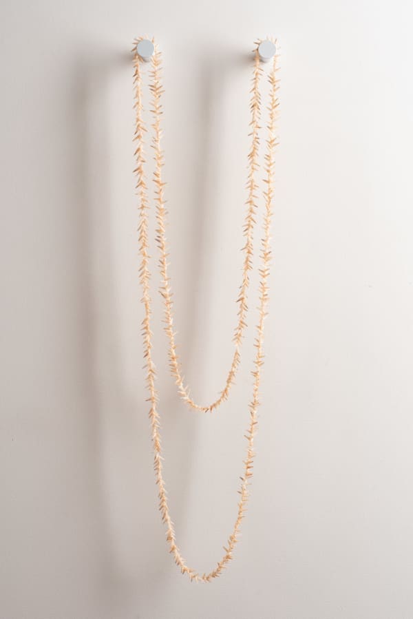 Vanessa Greeno Pakana necklace, 2024 auger shells 230 cm (overall length)