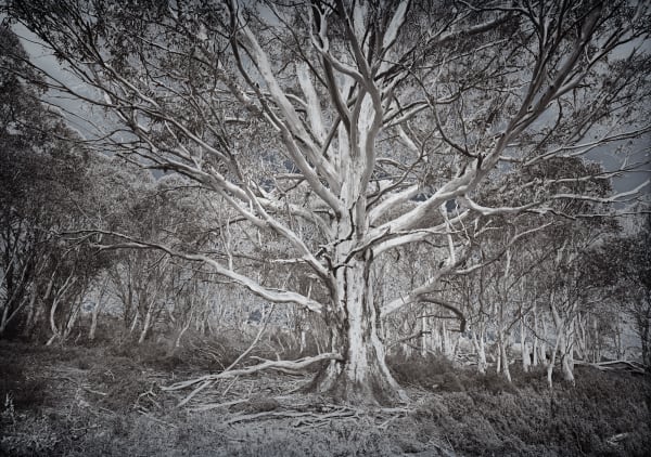 David Stephenson 2021/137 Nive River Valley above Pine Tier Lagoon, 2021 archival pigment print on cotton rag paper 101.6 x 132.1cm (paper size) edition of 3