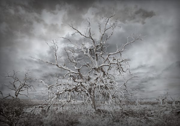 David Stephenson 2021/123 Near yingina/Great Lake, 2021 archival pigment print on cotton rag paper 101.6 x 132.1cm (paper size) edition of 3