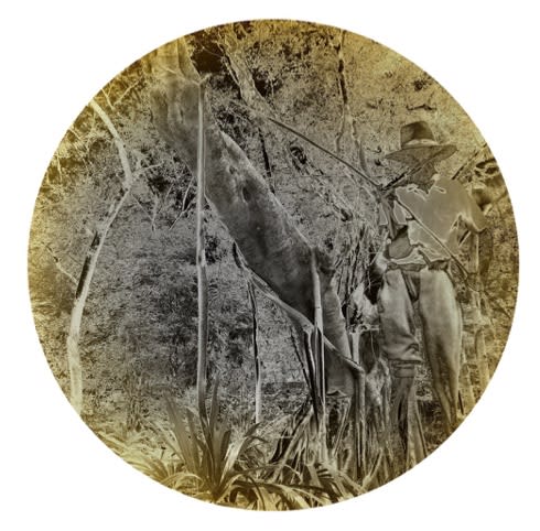 Danie Mellor Natura Pacifica (balan dambun), 2018 chromogenic print on metallic photographic paper 90cm diameter edition of 3 plus 2 artist proofs
