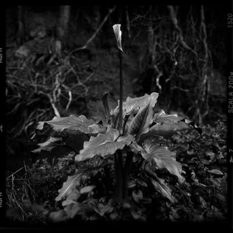 Jane Burton, Badlands 6, 2001