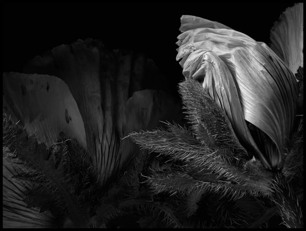 Peter Whyte Emerging - Oriental Poppies 231, 2014 pigment print 80 x 100cm