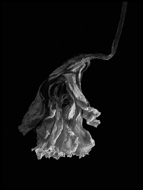 Peter Whyte Decaying - Flowers 148, 2014 pigment print, framed 100x 80cm