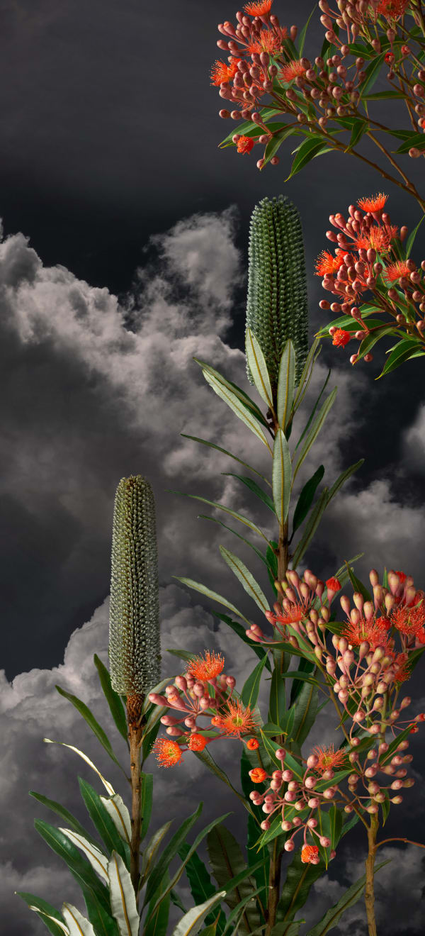 Valerie Sparks, Sanctuary Series 3 - Red Flowering Gum 2, 2023