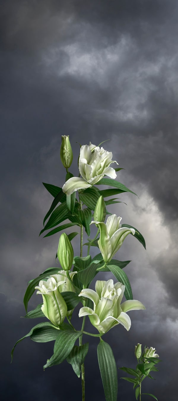 Valerie Sparks, Sanctuary Series 2 - Double Lily, 2020