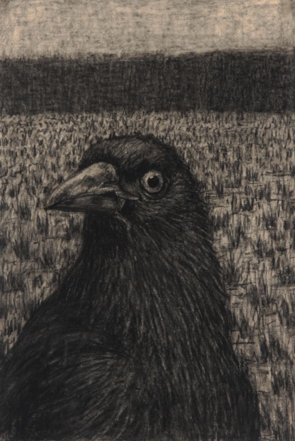 Richard Wastell Currawong, 2014 charcoal on paper 56 x 38cm (paper size)