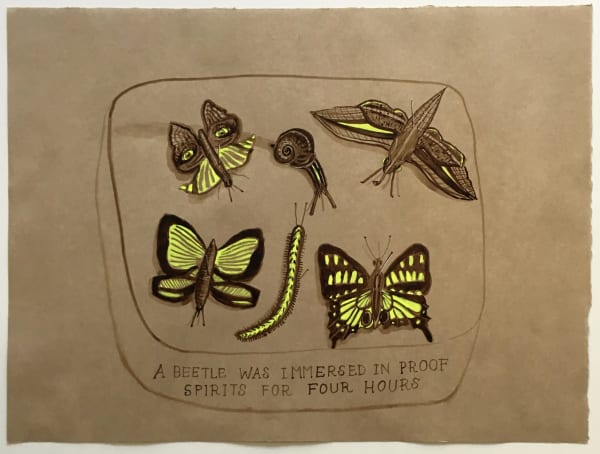 Joan Ross A beetle was immersed in proof spirits for four hours, 2019 ink and mixed media on brown card, framed 38 x 50cm approx