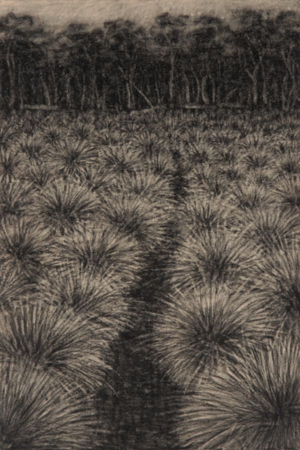 Richard Wastell Muddy Track, 2014 charcoal on paper 56 x 38cm (paper size)