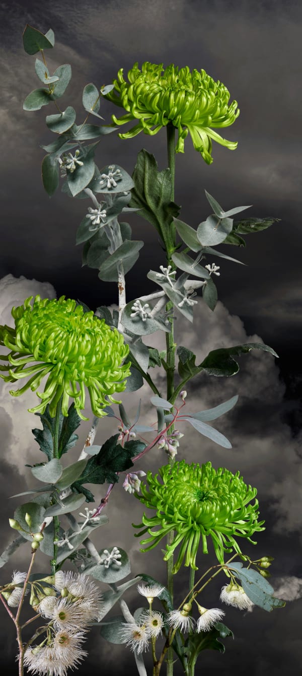 Valerie Sparks, Sanctuary Series 3 - Anastasia Chrysanthemum 1, 2023