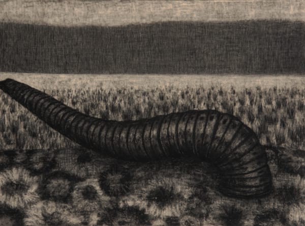 Richard Wastell Black Worm, 2014 charcoal on paper 56 x 76cm (paper size)