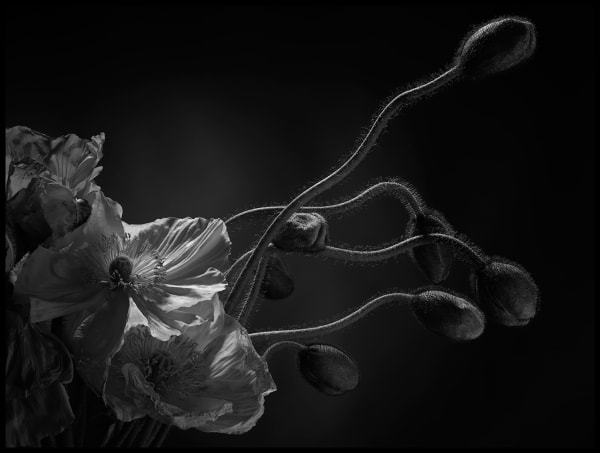 Peter Whyte Emerging - Poppies 013, 2014 pigment print, framed 80 x 100cm