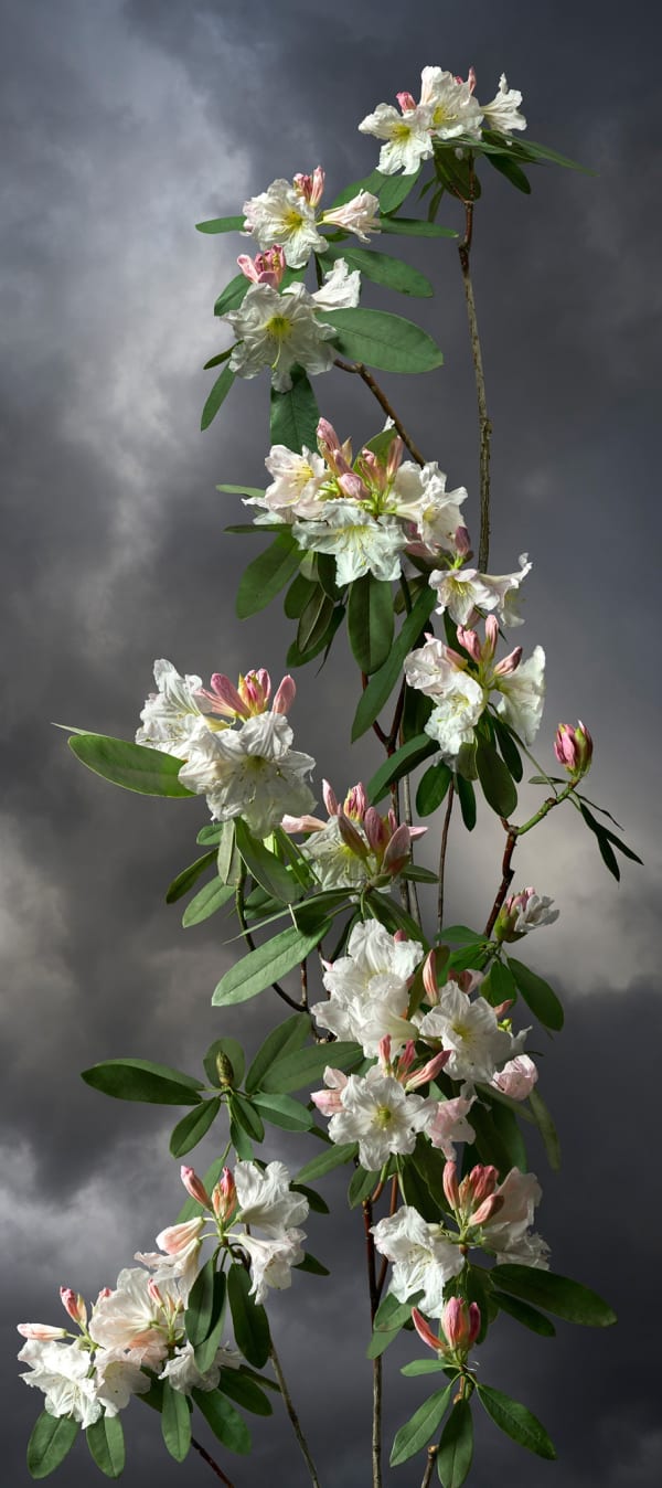Valerie Sparks, Sanctuary Series 2 - Rhododendron, 2020