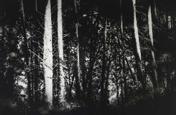Blaze Cyan RE, Tisbury Woods