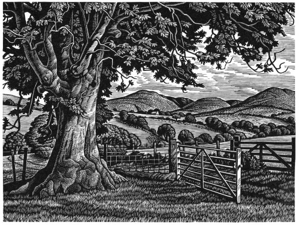 Howard Phipps ARE, Wayside Ash Tree