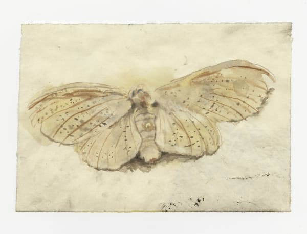 Ned Elliott Guest RWS, Imperial Moth