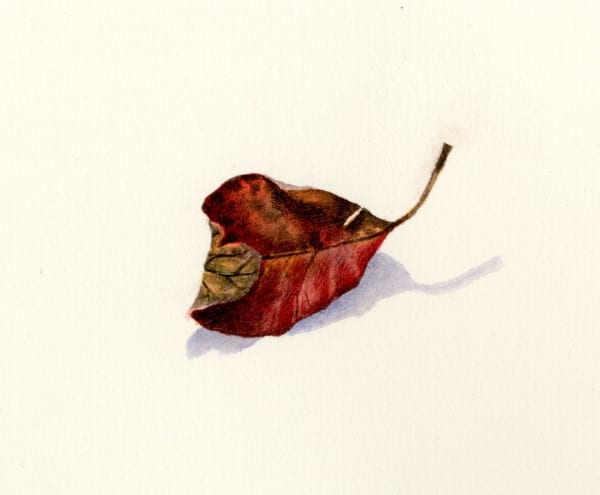 Liz Butler RWS, Curled Pear Leaf