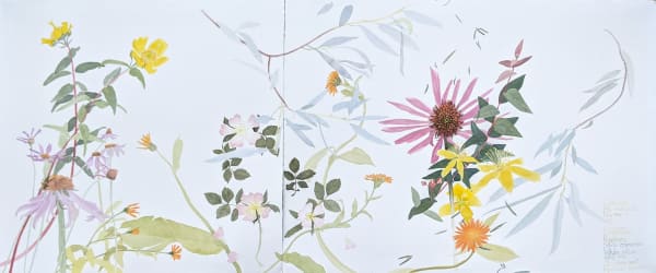 Suzy Fasht RWS, Medicinal and Healing Plants