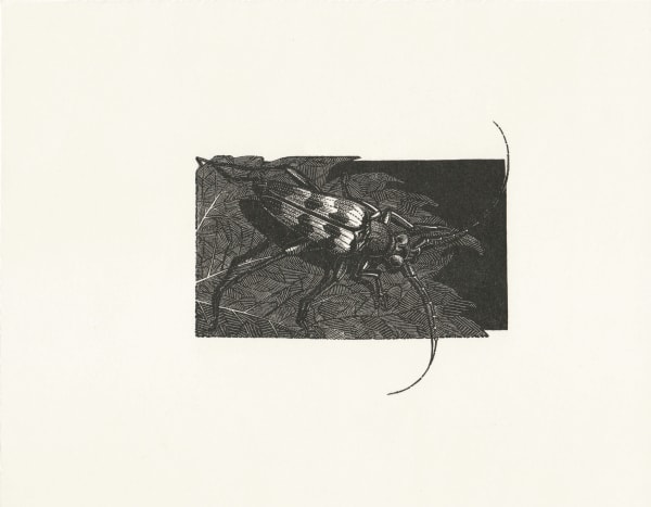 Anne Desmet RA RE, Beetle