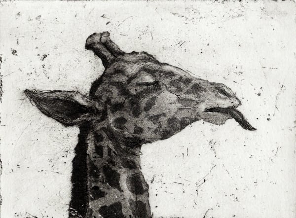 Chris Salmon RE, Giraffe