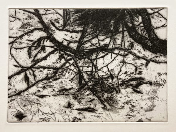 David Sully ARE, Winter Catkins