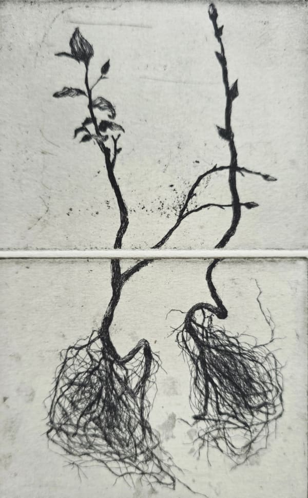 Dolores De Sade RE, grow