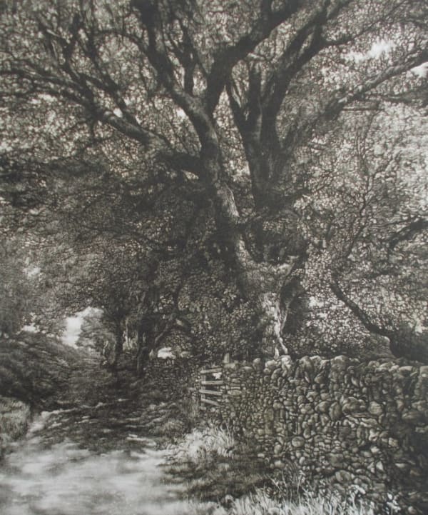 Martin Mitchell ARE, October Sycamore