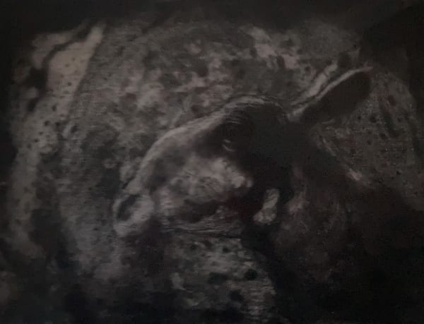 Chris Salmon RE, Sheep Head