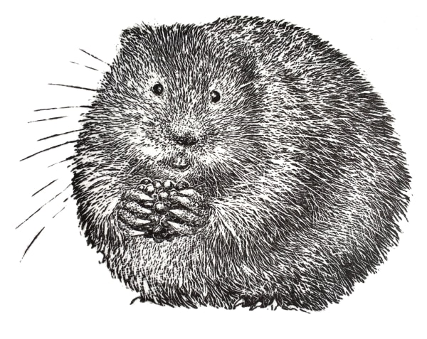 Ann Tout RE, Water Vole