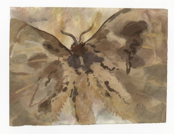 Ned Elliott Guest RWS, Back of a Moth